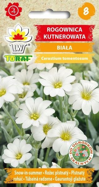 Rogownica Kutnerowata Biała nasiona zdjęcie 2