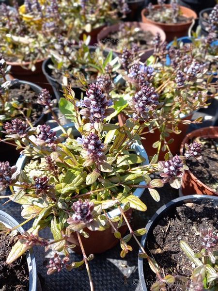 Dąbrówka rozłogowa wąskolistna rabata bylina zdjęcie 5