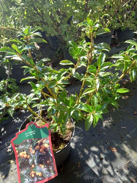 Ostrokrzew Cousin odmiana żeńska zdjęcie 4