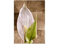 product-compare-58655276