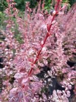 Berberys Thunberga Rosetta malownicze wybarwienie