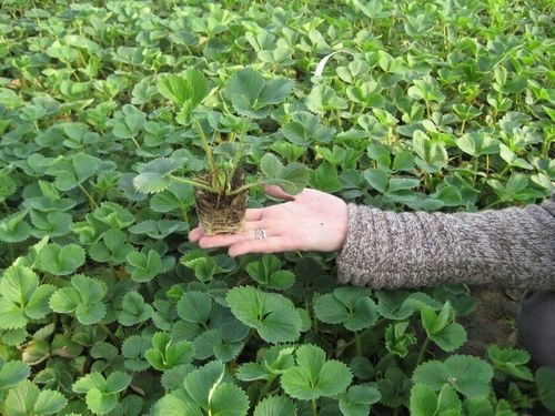 SADZONKI TRUSKAWEK TRUSKAWKA TRUSKAWKI DONICZKOWANA HONEOYE wczesna na Arena.pl