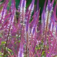 Przetacznikowiec wirginijski 'Adoration' (Veronicastrum virginicum)
