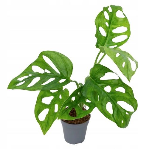 Monstera Dziurawa Adansonii JAK SZWAJCARSKI SER Monster Duże Liście na Arena.pl