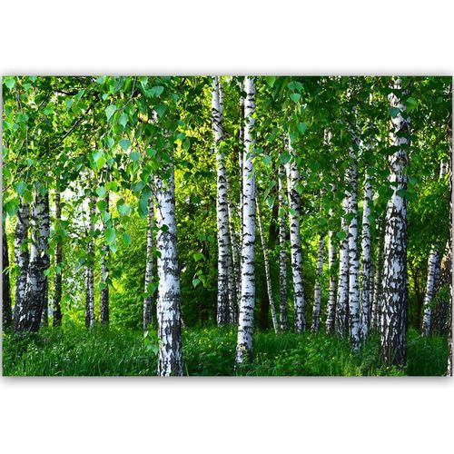 Obraz na płótnie - Canvas, Las brzozowy 60x40 na Arena.pl