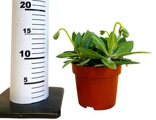 Senecio Starzec 15cm na Arena.pl