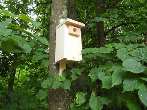Budka lęgowa dla ptaków typ A wróbel sikorka budki lęgowe na Arena.pl