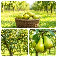 GRUSZA GRUSZKA UKRAIŃSKA BARDZO DUŻE OWOCE