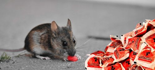 STRONG TRUTKA PASTA na GRYZONIE 3 kg bromadiolon na Arena.pl