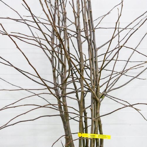 SADZONKI DRZEWKA OWOCOWE JABŁOŃ MALINOWA OBERLANDZKA MALINÓWKA STARA na Arena.pl