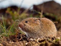 SUM42 NATUR BLOKER 1KG SUMIN na Arena.pl
