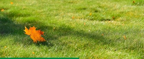 JESIENNY NAWÓZ DO TRAWY TRAWNIKA TRAWNIKÓW FRUKTOVIT 5 KG WZMACNIA na Arena.pl