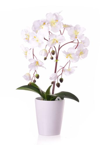 Storczyk w białej donicy białokremowy na Arena.pl