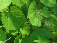 Winorośl pachnąca  'Tomek' (Vitis) w doniczkach P11, wysokość 50-70 cm