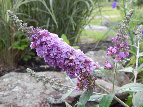 Budleja Dawida 'Lavender Cupcake' (Buddleja davidii) Doniczka 2.0L na Arena.pl