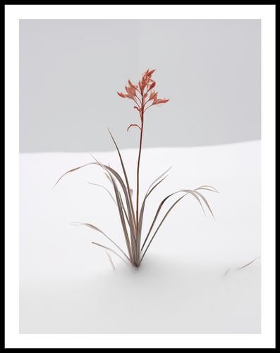 Plakat 50x65cm Subtelność Natury na Arena.pl