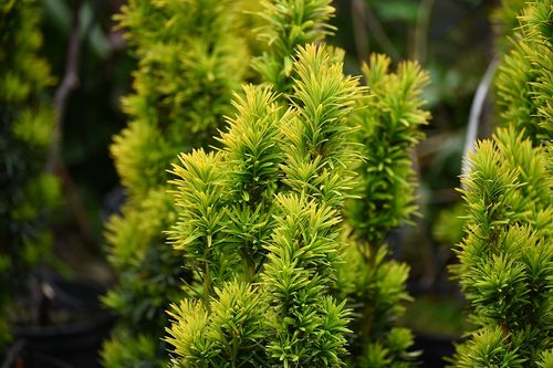 Cis pospolity David - Taxus baccata na Arena.pl