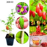 Jagoda Goji Kolcowój Chiński wczesne owoce KRZEW 40-70 cm