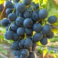 Winorośl bezpestkowa 'Stella' (Vitis) w P11, wysokość 60-80 cm