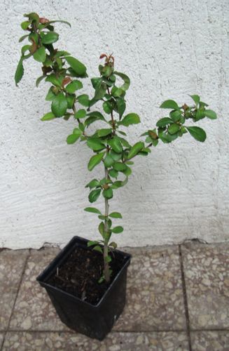 PIGWOWIEC POŚREDNI Fire Dance - sadzonki w don. !! na Arena.pl