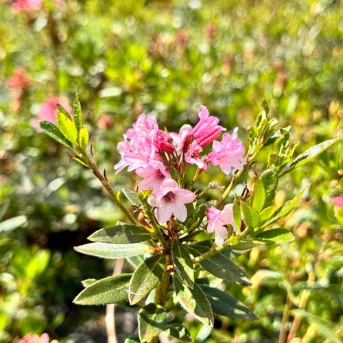 Różanecznik hirsutum x micranthum Różowy (Rhododendron) Doniczka 2.0L na Arena.pl