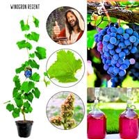 Winogron Regent wysoka odporność KRZEW 60-90 cm