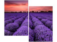 product-compare-58667118