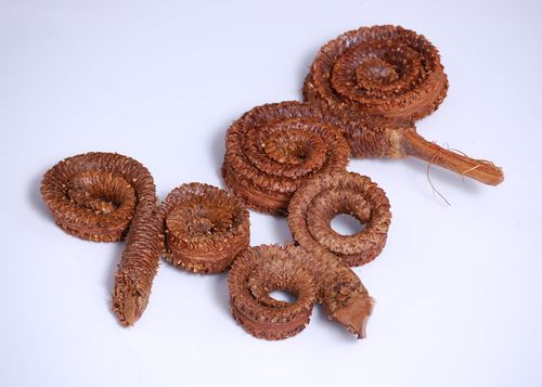 Baranie Rogi lakierowane na Arena.pl