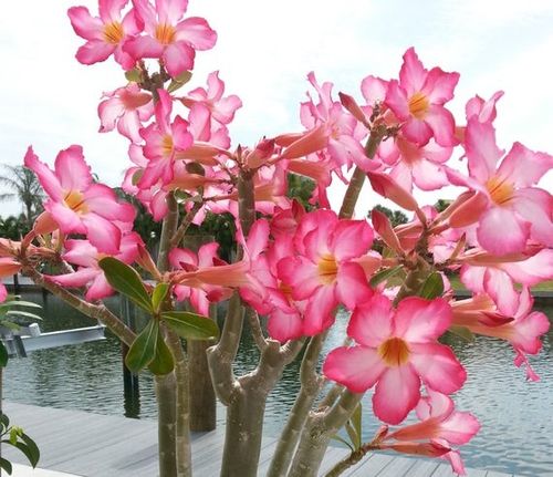 Róża Pustyni Adenium Picotee P10 na Arena.pl