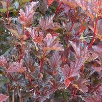 P9 PĘCHERZNICA RED BARON CZERWONOLISTNA