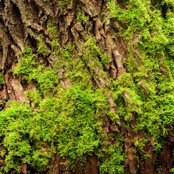 Yodeyma Agua Fresca Woda Perfumowana Dla Mężczyzn 50ml zdjęcie 5