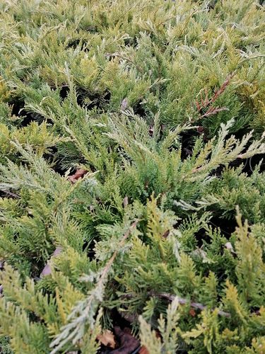 Jałowiec sabiński Tamariscifolia krzew okrywowy na Arena.pl