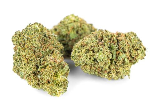 SUSZ KONOPNY CBD | AMNESIA HAZE | PREMIUM | 100g na Arena.pl