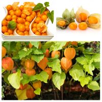 Rodzynek Brazylijski Nasiona Jagoda Inkaska Ozdobna Jadalna Owoce Lecznicze