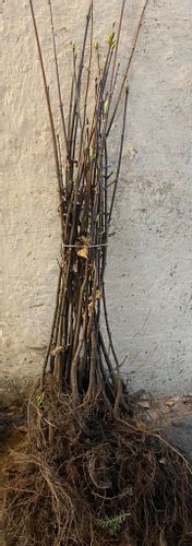 Klon Jawor (Acer Pseudoplatanus) 50/80cm na Arena.pl