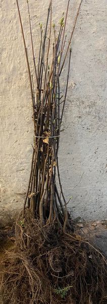 Klon Jawor (Acer Pseudoplatanus) 50/80cm zdjęcie 2