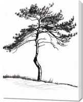 Obraz 70x90cm Samotna Sosna