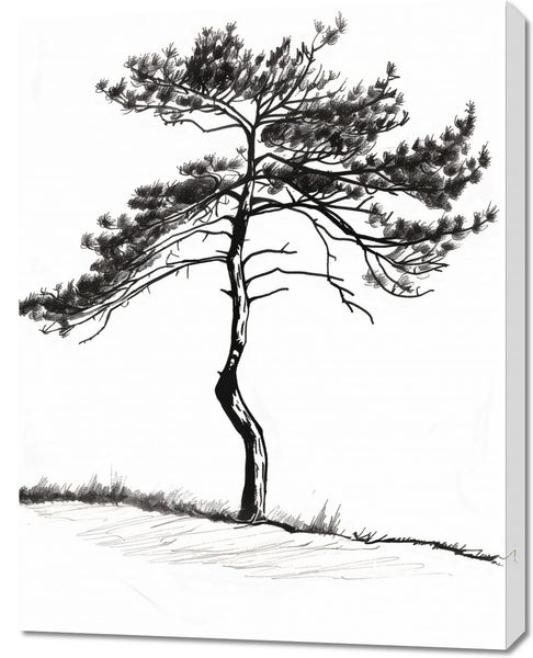 Obraz 70x90cm Samotna Sosna zdjęcie 1