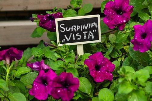 tabliczki do roślin 5szt - t 15g460 na Arena.pl