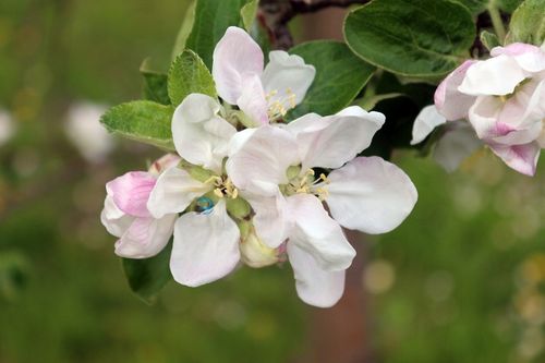 JABŁOŃ PAPIERÓWKA - NAJWCZEŚNIEJSZE- KARŁOWA !!! na Arena.pl