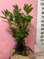 Laurowiśnia NOVITA 70-100 cm ładne sadzonki PIERWSZY GATUNEK