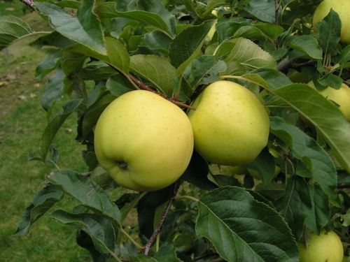 Jabłoń papierówka OLIWKA ŻÓŁTA bardzo wczesna PAPIERÓWKA Z DZIECIŃSTWA na Arena.pl