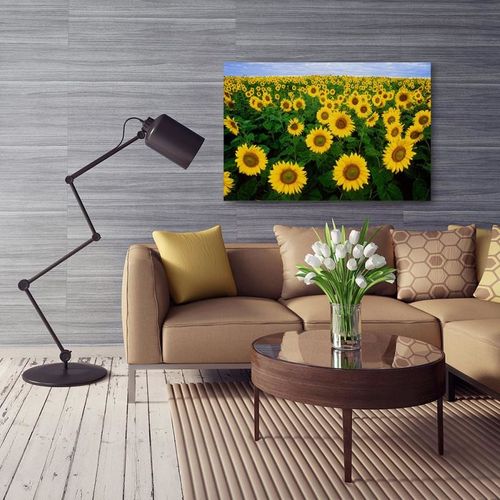 Obraz na płótnie - Canvas, Pole słoneczników 40x30 na Arena.pl