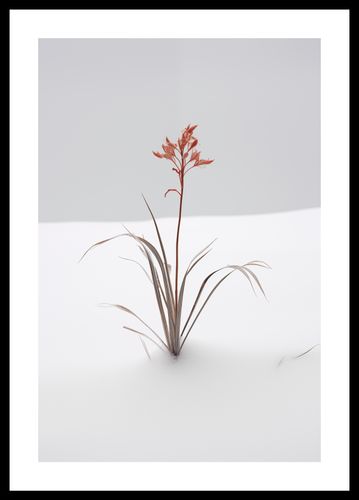 Plakat 30x45cm Subtelność Natury na Arena.pl