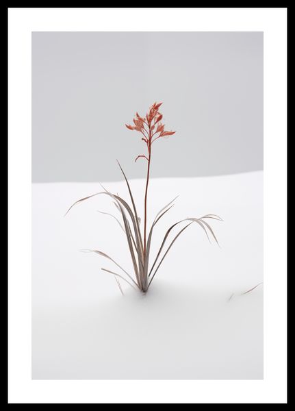 Plakat 30x45cm Subtelność Natury zdjęcie 3