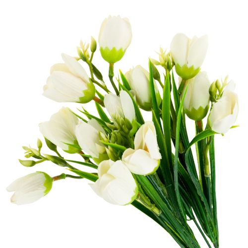KROKUS BUKIET KROKUSÓW KROKUSY W TRAWIE BIAŁE na Arena.pl