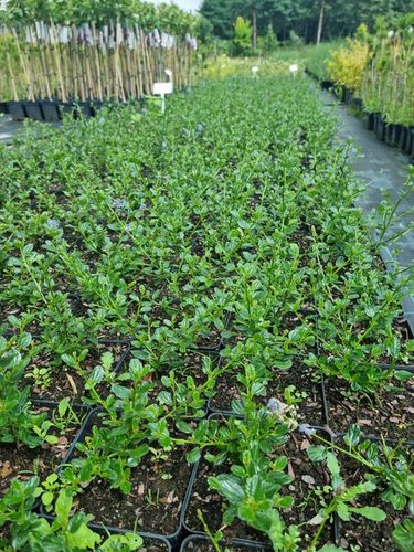 Prusznik niebieski VICTORIA zimozielony SADZONKA niebieski DŁUGO na Arena.pl