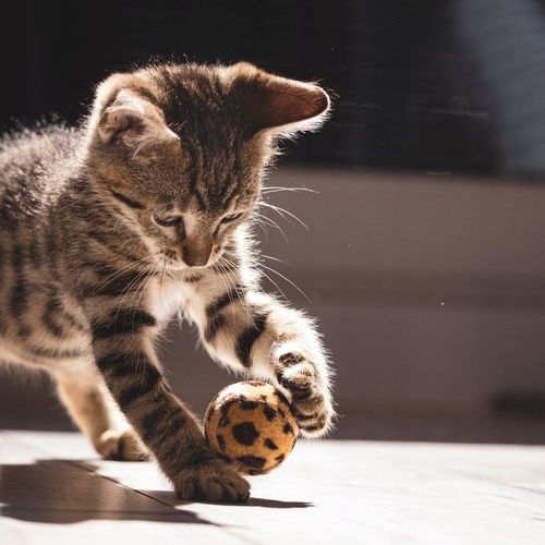 DUŻY ZESTAW ZABAWEK ZABAWKI DLA KOTA KOTÓW TUNEL WĘDKA PIŁKI MYSZ LEGOWISKO na Arena.pl