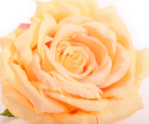 Róża główka żółta na Arena.pl