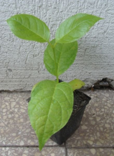 KIELICHOWIEC CHIŃSKI Sinocalycanthus - sadz w don !! zdjęcie 4